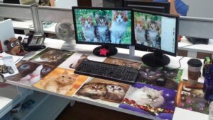 Cat lover prank