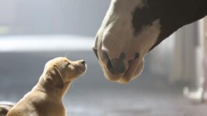 Budweiser uses puppies to capture our hearts