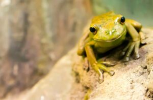 Eat the frog