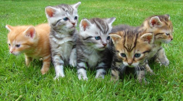 how to be more productive: easy, look at this picture of kittens